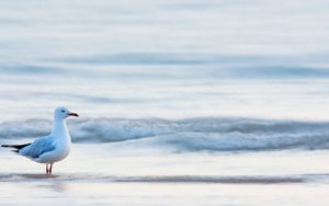 6989626-beach-waves-sea-bird-seagull